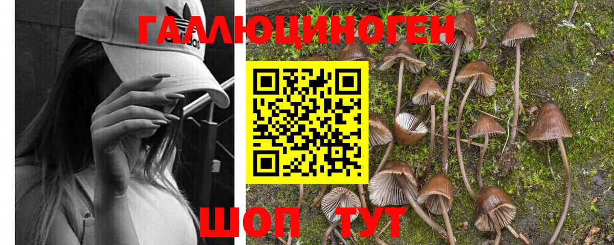 Псилоцибиновые грибы Cubensis  Галлюциногенные грибы мухоморы  Новозыбков  Вход с VPN 